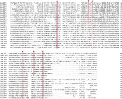 Transcriptome Analysis of Antennal Chemosensory Genes in Curculio Dieckmanni Faust. (Coleoptera: Curculionidae)